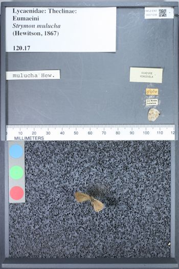 Media type: image;   Entomology 71238